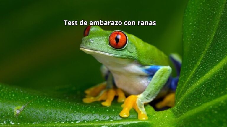 Los test de embarazo con ranas